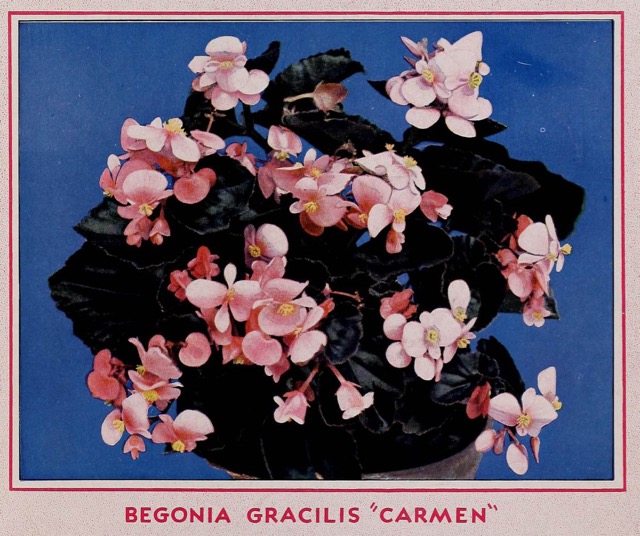 B. ‘Gracilis Carmen’